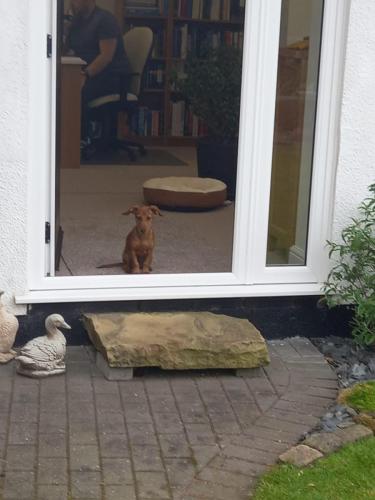 Gatekeeper Lennie guarding the office