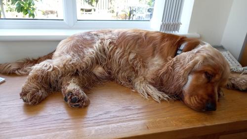 Relaxing on my desk after his walks x