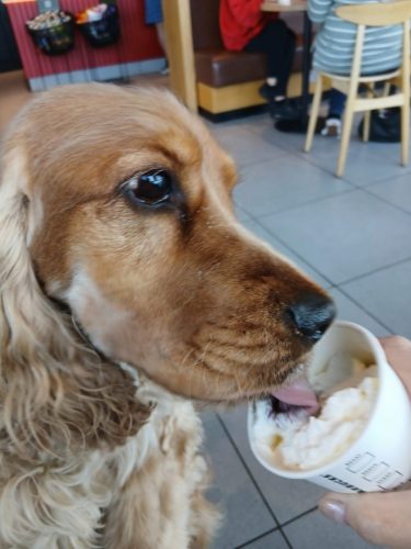 I've been such a good boy today so I'm having a pup a chino xx